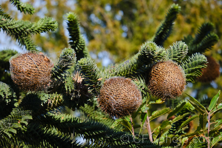 Monkey Puzzle (<i>Araucaria araucana</i>) with mature cones. This 30-40m tall conifer is native to central Chile and northern Patagonia. It has stiff, sharply pointed triangular leaves and huge cones. Order: Pinales, Family: Araucariaceae