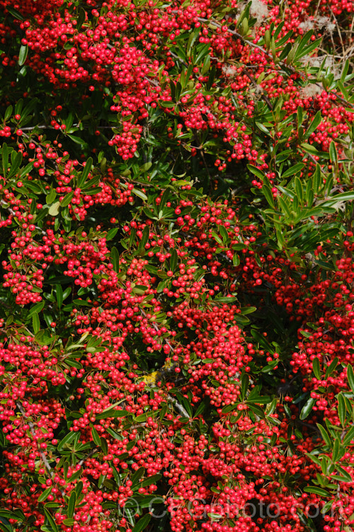 Pyracantha 'Brilliant', a vivid red-fruited firethorn cultivar, probably a Pyracantha coccinea x Pyracantha rogersiana hybrid The fruit usually lasts well into winter