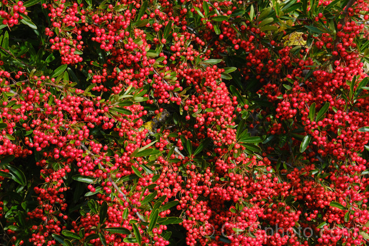 Pyracantha 'Brilliant', a vivid red-fruited firethorn cultivar, probably a Pyracantha coccinea x Pyracantha rogersiana hybrid The fruit usually lasts well into winter