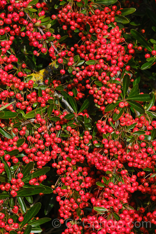 Pyracantha 'Brilliant', a vivid red-fruited firethorn cultivar, probably a Pyracantha coccinea x Pyracantha rogersiana hybrid The fruit usually lasts well into winter