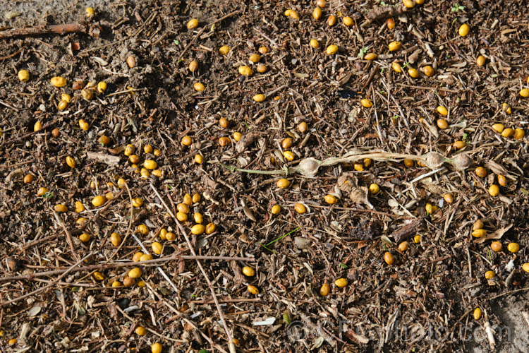 Fallen seeds of Kowhai (<i>Sophora tetraptera</i>), a briefly deciduous tree from New Zealand andChile. Its flowers are rich in nectar, appear from late winter into spring (as the foliage drops</i>) and are a New Zealand national symbol. The seeds can survive prolonged exposure to salt water, hence they are found on both sides of the Pacific. Ocean. sophora-2142htm'>Sophora.