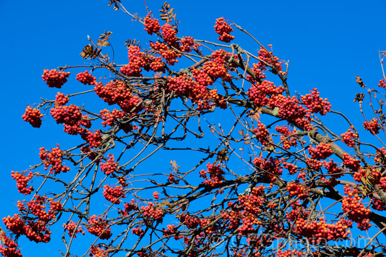 Rowan or Mountain Ash (<i>Sorbus aucuparia</i>), a small Eurasian deciduous tree. The clusters of orange-red berries follow spring-borne heads of tiny white to cream flowers. The fruit matures early and is ripe by mid- to late summer. Only in areas where the birds are well-fed (or absent</i>) does the fruit stay on the trees until they are leafless, as seen here. sorbus-2143htm'>Sorbus.
