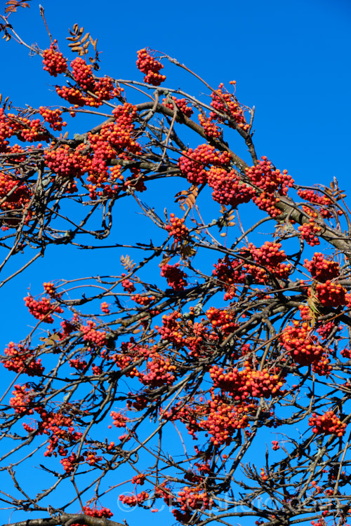 Rowan or Mountain Ash (<i>Sorbus aucuparia</i>), a small Eurasian deciduous tree. The clusters of orange-red berries follow spring-borne heads of tiny white to cream flowers. The fruit matures early and is ripe by mid- to late summer. Only in areas where the birds are well-fed (or absent</i>) does the fruit stay on the trees until they are leafless, as seen here. sorbus-2143htm'>Sorbus.