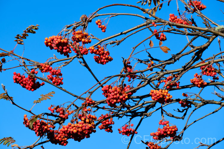 Rowan or Mountain Ash (<i>Sorbus aucuparia</i>), a small Eurasian deciduous tree. The clusters of orange-red berries follow spring-borne heads of tiny white to cream flowers. The fruit matures early and is ripe by mid- to late summer. Only in areas where the birds are well-fed (or absent</i>) does the fruit stay on the trees until they are leafless, as seen here. sorbus-2143htm'>Sorbus.