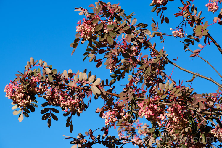Hupeh. Rowan or Hubei. Rowan (<i>Sorbus hupehensis</i>), this rowan or mountain ash from central and western China is a small deciduous tree that grows to around 10m tall. The berries, initially creamy white, become pink-blushed as they ripen. sorbus-2143htm'>Sorbus.