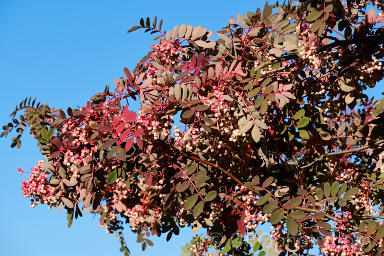Hupeh. Rowan or Hubei. Rowan (<i>Sorbus hupehensis</i>), this rowan or mountain ash from central and western China is a small deciduous tree that grows to around 10m tall. The berries, initially creamy white, become pink-blushed as they ripen. sorbus-2143htm'>Sorbus.