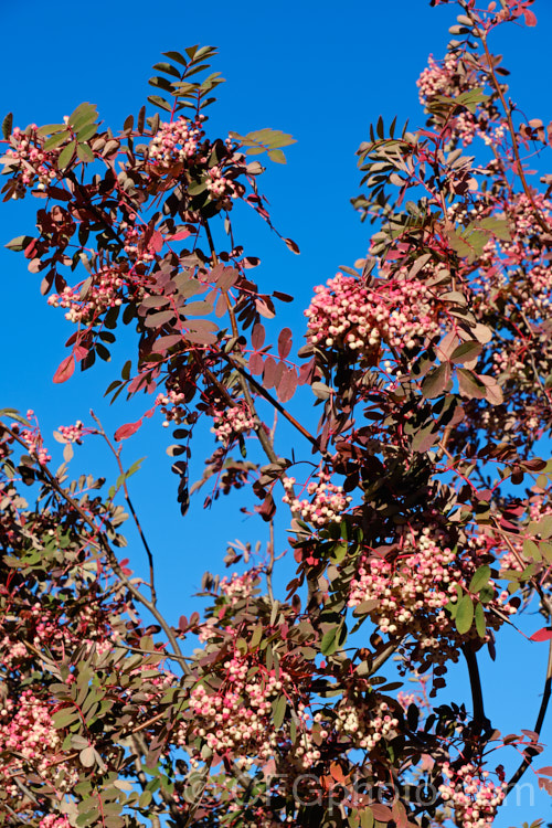 Hupeh. Rowan or Hubei. Rowan (<i>Sorbus hupehensis</i>), this rowan or mountain ash from central and western China is a small deciduous tree that grows to around 10m tall. The berries, initially creamy white, become pink-blushed as they ripen. sorbus-2143htm'>Sorbus.