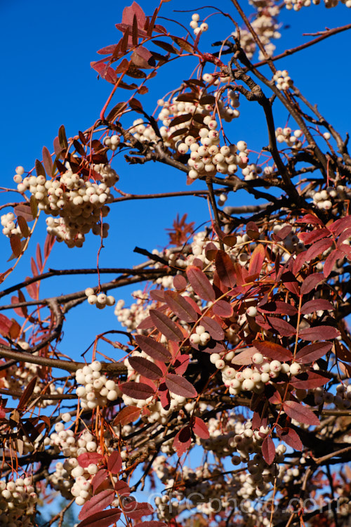 Kashmir Rowan (<i>Sorbus cashmiriana [syn. Sorbus cashmeriana]), a Himalayan rowan or mountain ash with very pale ink flowerheads in spring and large (up to 18mm diameter</i>) white berries that in some forms have a pink tint. It grows to around 8m tall and is often short-lived. The fruit usually persists into winter, after the foliage has fallen. The leaves often develop red tints in autumn, but the fall foliage is seldom spectacular. sorbus-2143htm'>Sorbus.