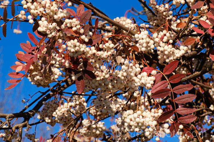 Kashmir Rowan (<i>Sorbus cashmiriana [syn. Sorbus cashmeriana]), a Himalayan rowan or mountain ash with very pale ink flowerheads in spring and large (up to 18mm diameter</i>) white berries that in some forms have a pink tint. It grows to around 8m tall and is often short-lived. The fruit usually persists into winter, after the foliage has fallen. The leaves often develop red tints in autumn, but the fall foliage is seldom spectacular. sorbus-2143htm'>Sorbus.