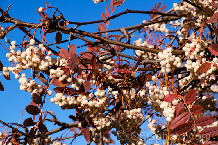 Kashmir Rowan (<i>Sorbus cashmiriana [syn. Sorbus cashmeriana]), a Himalayan rowan or mountain ash with very pale ink flowerheads in spring and large (up to 18mm diameter</i>) white berries that in some forms have a pink tint. It grows to around 8m tall and is often short-lived. The fruit usually persists into winter, after the foliage has fallen. The leaves often develop red tints in autumn, but the fall foliage is seldom spectacular. sorbus-2143htm'>Sorbus.
