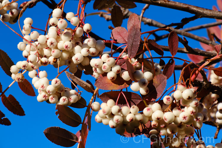 Kashmir Rowan (<i>Sorbus cashmiriana [syn. Sorbus cashmeriana]), a Himalayan rowan or mountain ash with very pale ink flowerheads in spring and large (up to 18mm diameter</i>) white berries that in some forms have a pink tint. It grows to around 8m tall and is often short-lived. The fruit usually persists into winter, after the foliage has fallen. The leaves often develop red tints in autumn, but the fall foliage is seldom spectacular. sorbus-2143htm'>Sorbus.