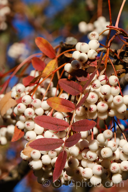 Kashmir Rowan (<i>Sorbus cashmiriana [syn. Sorbus cashmeriana]), a Himalayan rowan or mountain ash with very pale ink flowerheads in spring and large (up to 18mm diameter</i>) white berries that in some forms have a pink tint. It grows to around 8m tall and is often short-lived. The fruit usually persists into winter, after the foliage has fallen. The leaves often develop red tints in autumn, but the fall foliage is seldom spectacular. sorbus-2143htm'>Sorbus.
