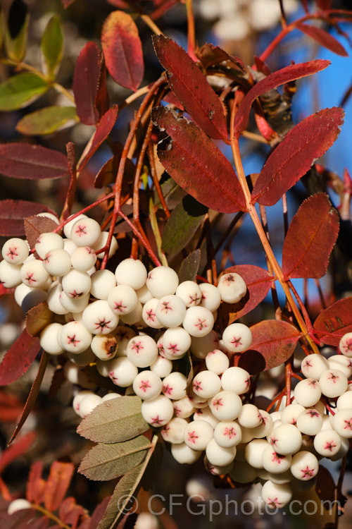 Kashmir Rowan (<i>Sorbus cashmiriana [syn. Sorbus cashmeriana]), a Himalayan rowan or mountain ash with very pale ink flowerheads in spring and large (up to 18mm diameter</i>) white berries that in some forms have a pink tint. It grows to around 8m tall and is often short-lived. The fruit usually persists into winter, after the foliage has fallen. The leaves often develop red tints in autumn, but the fall foliage is seldom spectacular. sorbus-2143htm'>Sorbus.