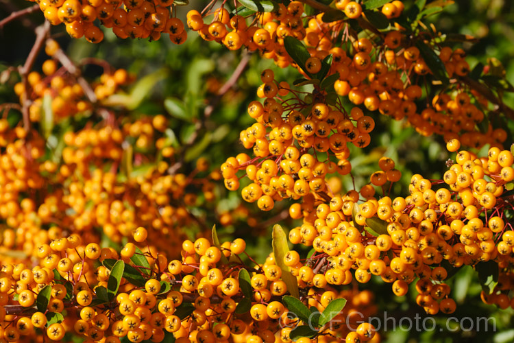 Pyracantha 'Shawnee', a Pyracantha crenatoserrata x Pyracantha koidzumii hybrid with a dense, spreading growth habit up to 35m high and wide. Its berries are a soft yellow-orange shade and are abundant in good years