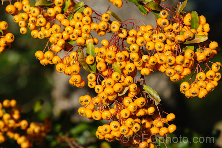Pyracantha 'Shawnee', a Pyracantha crenatoserrata x Pyracantha koidzumii hybrid with a dense, spreading growth habit up to 35m high and wide. Its berries are a soft yellow-orange shade and are abundant in good years