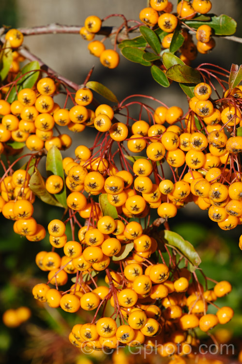 Pyracantha 'Shawnee', a Pyracantha crenatoserrata x Pyracantha koidzumii hybrid with a dense, spreading growth habit up to 35m high and wide. Its berries are a soft yellow-orange shade and are abundant in good years