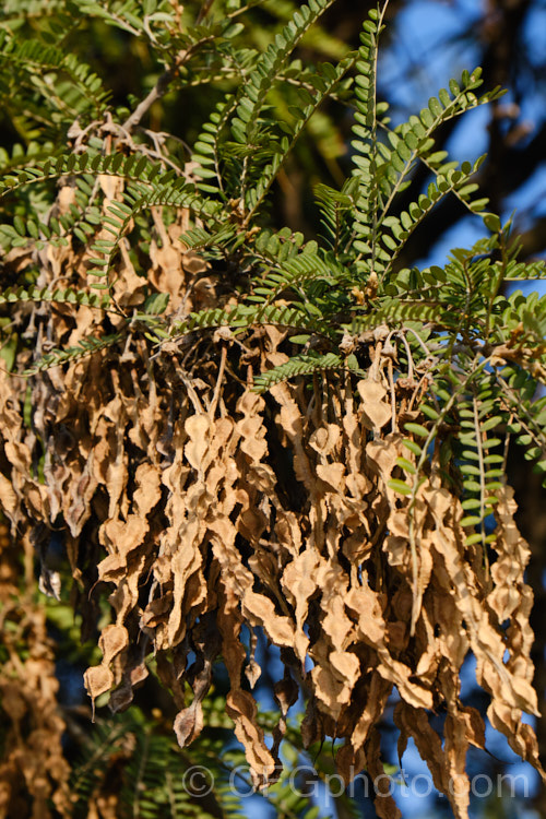 The seed capsules of Kowhai (<i>Sophora tetraptera</i>), a briefly deciduous tree from New Zealand andChile. Its flowers are rich in nectar, appear from late winter into spring (as the foliage drops</i>) and are a New Zealand national symbol. The four wings around the seeds give the species its name: tetra (four</i>) ptera (wings</i>). sophora-2142htm'>Sophora.