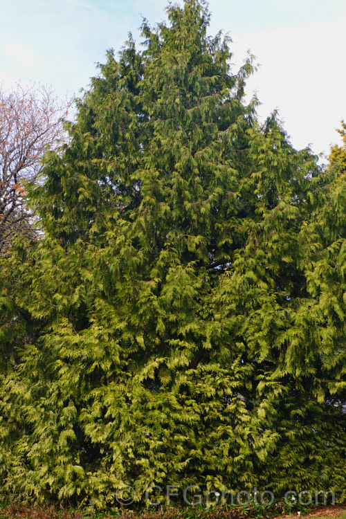 Thuja plicata 'Zebrina', a yellow and green-foliaged cultivar of the western red cedar, a 50-70m tall coniferous tree native to western North America 'Zebrina' has a conical habit and rarely exceeds 15-20m tall Order: Pinales, Family: Cupressaceae