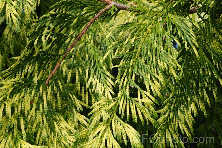 Thuja plicata 'Zebrina', a yellow and green-foliaged cultivar of the western red cedar, a 50-70m tall coniferous tree native to western North America 'Zebrina' has a conical habit and rarely exceeds 15-20m tall Order: Pinales, Family: Cupressaceae