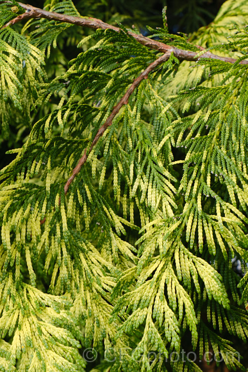 Thuja plicata 'Zebrina', a yellow and green-foliaged cultivar of the western red cedar, a 50-70m tall coniferous tree native to western North America 'Zebrina' has a conical habit and rarely exceeds 15-20m tall Order: Pinales, Family: Cupressaceae