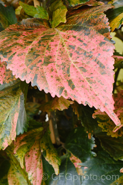 Close-up of the foliage of <i>Acalypha wilkesiana</i>) 'Macafeeana', a cultivar of Jacob's Coat, Copperleaf or Fijian Fire Plant, a shrub native to the tropical Pacific Islands. Its flower tassels are attractive, but it is primarily a foliage plant. Order: Malpighiales, Family: Euphorbiaceae