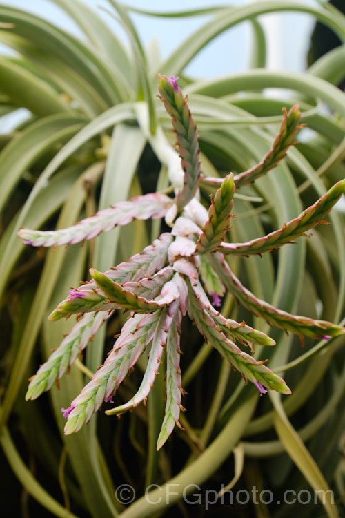 An unidentified species of Tillansia with a rather distinctive inflorescence. There are many species and hybrids in the epiphytic and largely xerophytic genus. Tillandsia, which makes identification difficult. Order: Poales, Family: Bromeliaceae