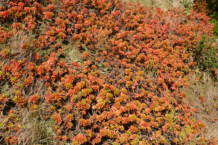 Jelly Bean Plant (<i>Sedum rubrotinctum</i>), a low, spreading, very fleshy leaved succulent native to California and Mexico. It leaves colour brightly in full sun, developing red and orange tones, which together with their shape and size give the plant its common name. The sprays of small yellow flowers appear mainly in spring. sedum-2492htm'>Sedum. <a href='crassulaceae-plant-family-photoshtml'>Crassulaceae</a>.