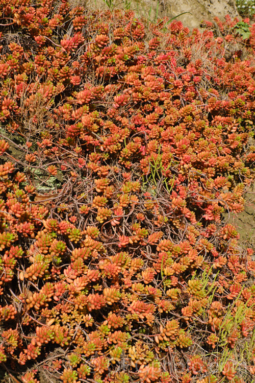 Jelly Bean Plant (<i>Sedum rubrotinctum</i>), a low, spreading, very fleshy leaved succulent native to California and Mexico. It leaves colour brightly in full sun, developing red and orange tones, which together with their shape and size give the plant its common name. The sprays of small yellow flowers appear mainly in spring. sedum-2492htm'>Sedum. <a href='crassulaceae-plant-family-photoshtml'>Crassulaceae</a>.