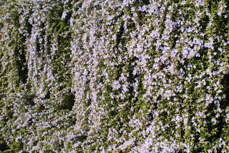 <i>Salvia rosmarinus</i> (syn. <i>Rosmarinus officinalis</i>) 'Lockwood de Forest', a prostrate rosemary cultivar with pale lavender blue flowers. Rosemary is a Mediterranean shrub, the flowers and foliage of which are used for fragrance and herbal purposes. Order: Lamiales, Family: Lamiaceae
