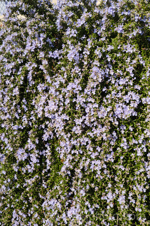 <i>Salvia rosmarinus</i> (syn. <i>Rosmarinus officinalis</i>) 'Lockwood de Forest', a prostrate rosemary cultivar with pale lavender blue flowers. Rosemary is a Mediterranean shrub, the flowers and foliage of which are used for fragrance and herbal purposes. Order: Lamiales, Family: Lamiaceae