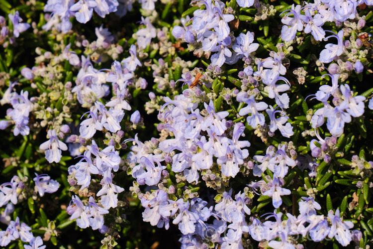 <i>Salvia rosmarinus</i> (syn. <i>Rosmarinus officinalis</i>) 'Lockwood de Forest', a prostrate rosemary cultivar with pale lavender blue flowers. Rosemary is a Mediterranean shrub, the flowers and foliage of which are used for fragrance and herbal purposes. Order: Lamiales, Family: Lamiaceae