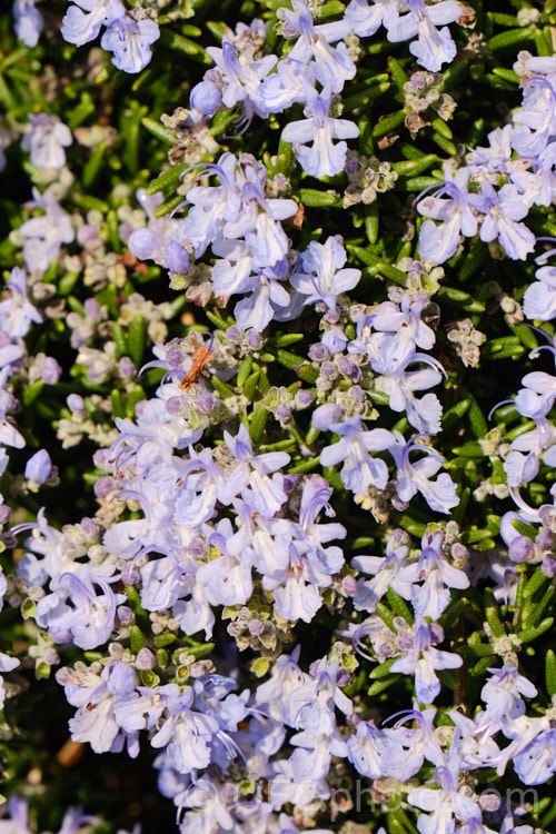 <i>Salvia rosmarinus</i> (syn. <i>Rosmarinus officinalis</i>) 'Lockwood de Forest', a prostrate rosemary cultivar with pale lavender blue flowers. Rosemary is a Mediterranean shrub, the flowers and foliage of which are used for fragrance and herbal purposes. Order: Lamiales, Family: Lamiaceae