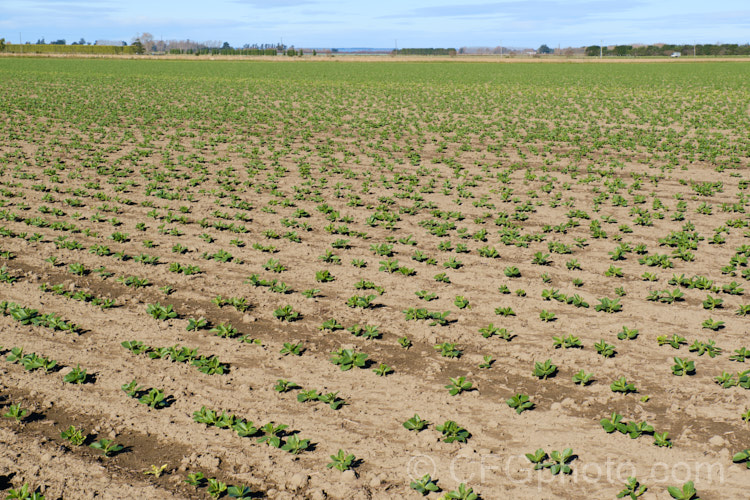 A field of young. Broad. Bean or Faba. Bean (<i>Vicia faba</i>) plants. This starchy bean is native to North Africa and southwest Asia. In mild climates, the seeds are usually planted in autumn and they are well established by midwinter when this image was taken. The flowers open in spring and the beans are ripe by in late spring to early summer. vicia-3388htm'>Vicia.