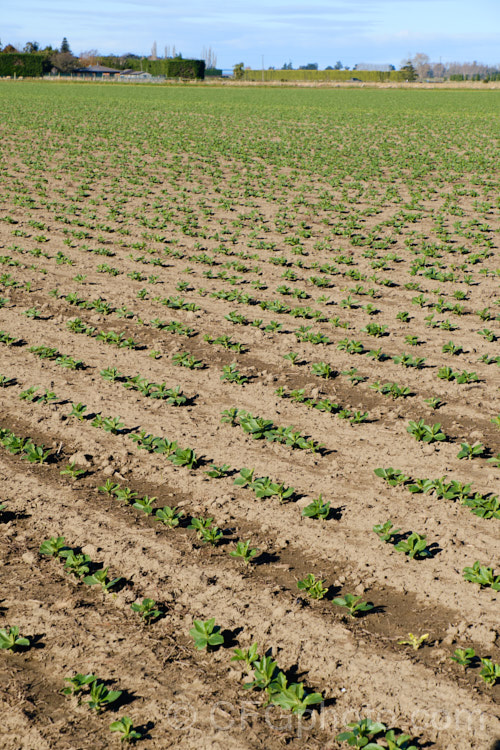 A field of young. Broad. Bean or Faba. Bean (<i>Vicia faba</i>) plants. This starchy bean is native to North Africa and southwest Asia. In mild climates, the seeds are usually planted in autumn and they are well established by midwinter when this image was taken. The flowers open in spring and the beans are ripe by in late spring to early summer. vicia-3388htm'>Vicia.