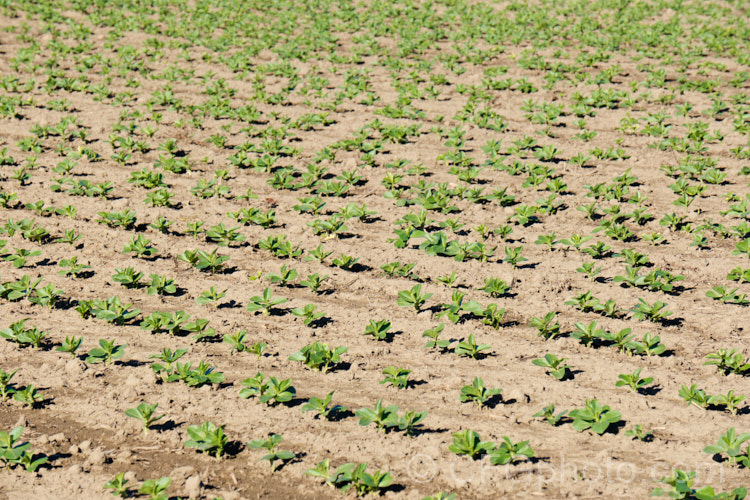 A field of young. Broad. Bean or Faba. Bean (<i>Vicia faba</i>) plants. This starchy bean is native to North Africa and southwest Asia. In mild climates, the seeds are usually planted in autumn and they are well established by midwinter when this image was taken. The flowers open in spring and the beans are ripe by in late spring to early summer. vicia-3388htm'>Vicia.