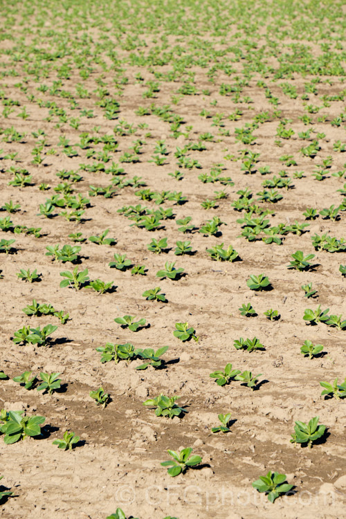 A field of young. Broad. Bean or Faba. Bean (<i>Vicia faba</i>) plants. This starchy bean is native to North Africa and southwest Asia. In mild climates, the seeds are usually planted in autumn and they are well established by midwinter when this image was taken. The flowers open in spring and the beans are ripe by in late spring to early summer. vicia-3388htm'>Vicia.