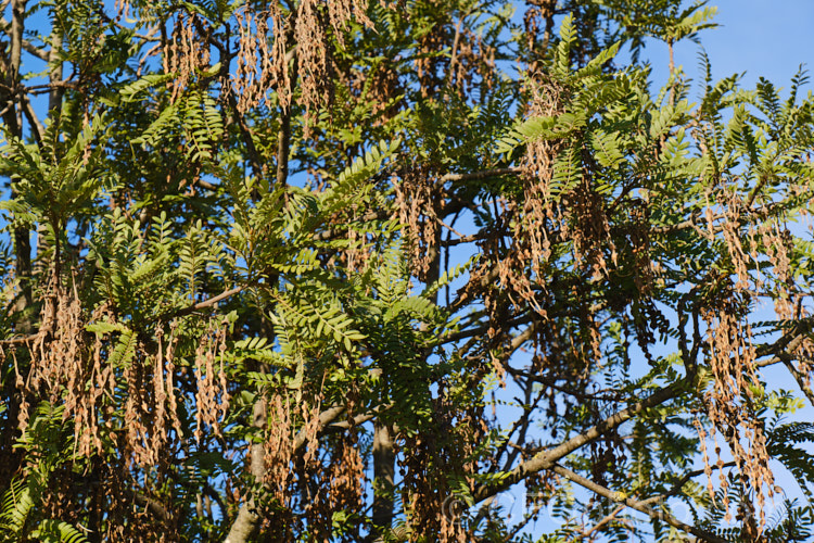 The winter foliage and seedpods of Kowhai (<i>Sophora tetraptera</i>), a briefly deciduous tree from New Zealand andChile. Its flowers are rich in nectar, appear from late winter into spring (as the foliage drops</i>) and are a New Zealand national symbol. sophora-2142htm'>Sophora.