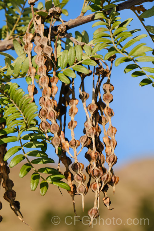 The winter foliage and seedpods of Kowhai (<i>Sophora tetraptera</i>), a briefly deciduous tree from New Zealand andChile. Its flowers are rich in nectar, appear from late winter into spring (as the foliage drops</i>) and are a New Zealand national symbol. sophora-2142htm'>Sophora.