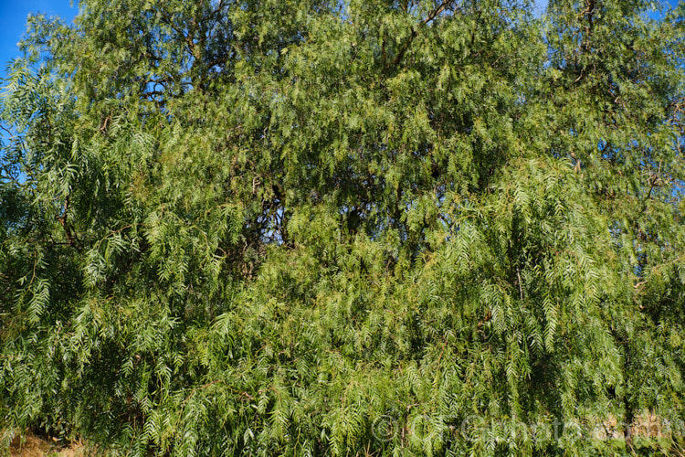 Pepper. Tree (<i>Schinus molle var. areira</i>), a small, weeping tree native to Bolivia, southern Brazil and Paraguay. Its dry red-brown berries can be used as a pepper substitute. schinus-2490htm'>Schinus. <a href='anacardiaceae-plant-family-photoshtml'>Anacardiaceae</a>.