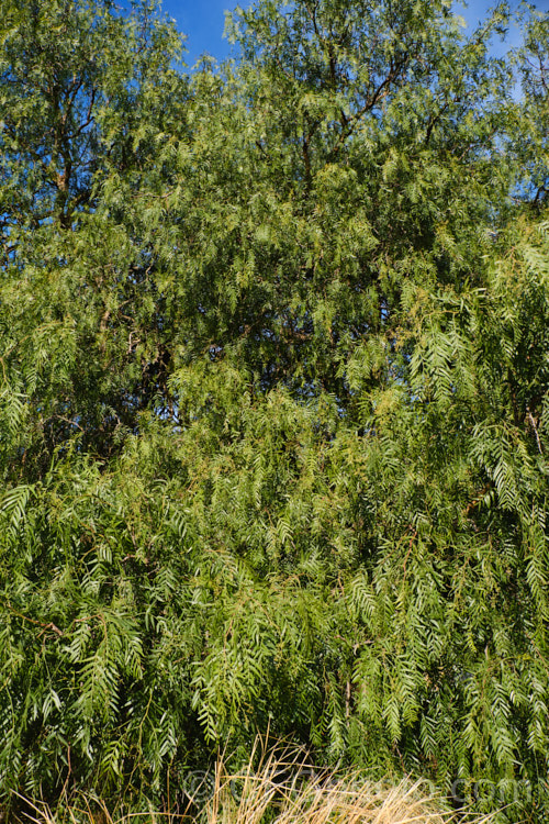 Pepper. Tree (<i>Schinus molle var. areira</i>), a small, weeping tree native to Bolivia, southern Brazil and Paraguay. Its dry red-brown berries can be used as a pepper substitute. schinus-2490htm'>Schinus. <a href='anacardiaceae-plant-family-photoshtml'>Anacardiaceae</a>.