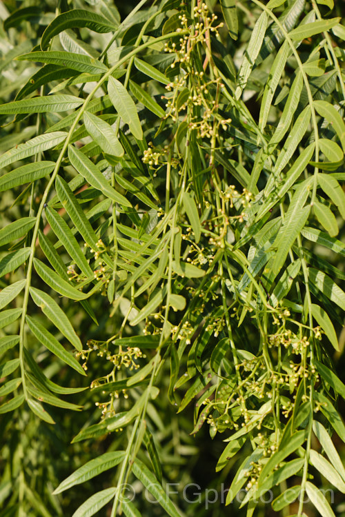 Pepper. Tree (<i>Schinus molle var. areira</i>), a small, weeping tree native to Bolivia, southern Brazil and Paraguay. Its dry red-brown berries can be used as a pepper substitute. schinus-2490htm'>Schinus. <a href='anacardiaceae-plant-family-photoshtml'>Anacardiaceae</a>.