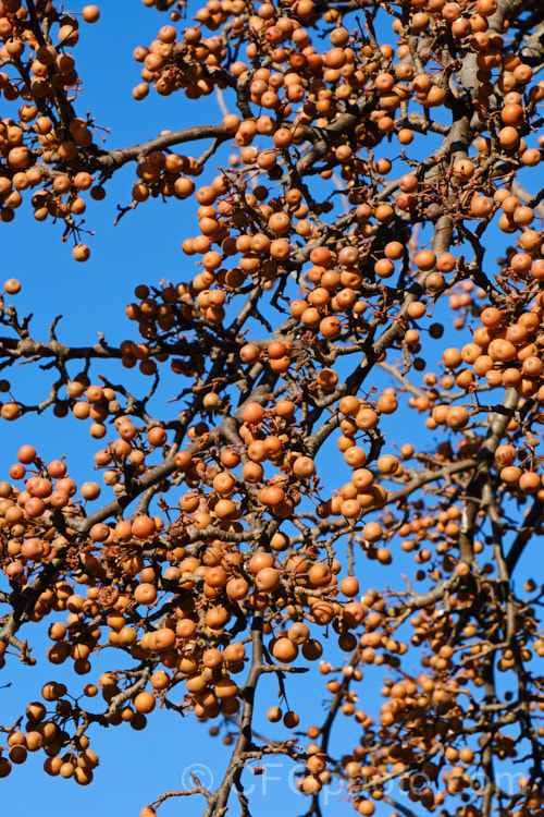 The mature fruit of the Callery Pear (<i>Pyrus calleryana</i>), a 10-15m tall deciduous tree native to China. Is spring flowers and vivid autumn foliage are attractive but the small fruits are very astringent. Order: Rosales, Family: Rosaceae