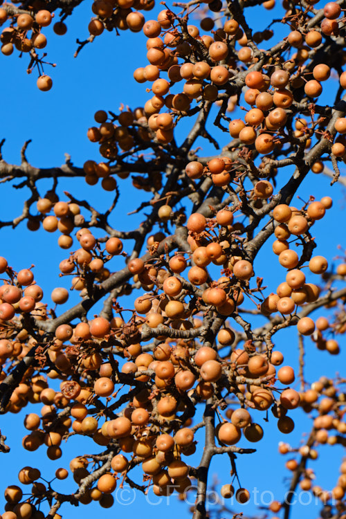 The mature fruit of the Callery Pear (<i>Pyrus calleryana</i>), a 10-15m tall deciduous tree native to China. Is spring flowers and vivid autumn foliage are attractive but the small fruits are very astringent. Order: Rosales, Family: Rosaceae