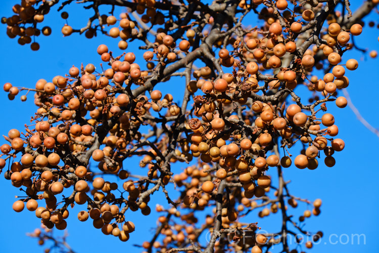 The mature fruit of the Callery Pear (<i>Pyrus calleryana</i>), a 10-15m tall deciduous tree native to China. Is spring flowers and vivid autumn foliage are attractive but the small fruits are very astringent. Order: Rosales, Family: Rosaceae
