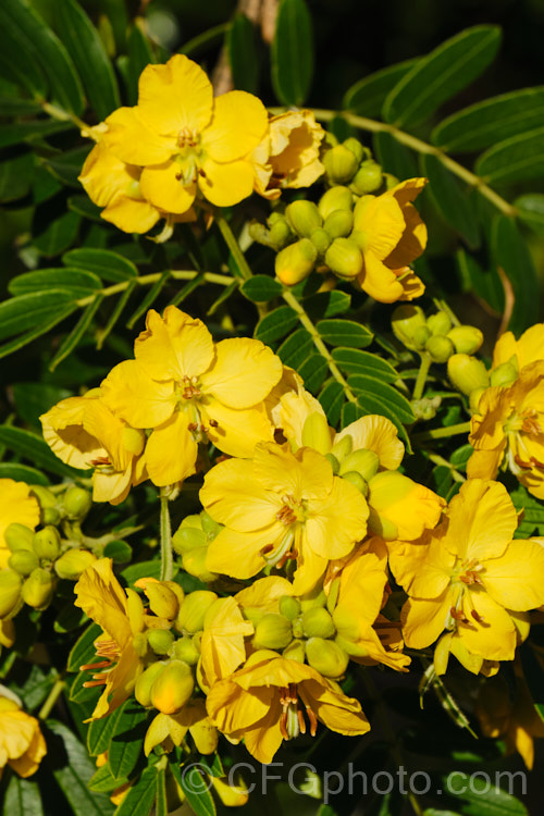 Senna multiglandulosa (syn. Cassia tomentosa</i>), a small, evergreen, winter-flowering tree found over much of the warm temperate Southern Hemisphere. It self-sows freely and can be somewhat invasive. senna-3304htm'>Senna.