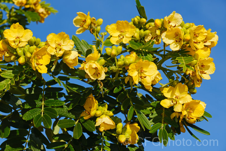 Senna multiglandulosa (syn. Cassia tomentosa</i>), a small, evergreen, winter-flowering tree found over much of the warm temperate Southern Hemisphere. It self-sows freely and can be somewhat invasive. senna-3304htm'>Senna.