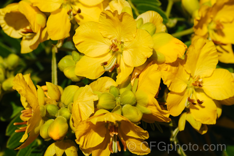 Senna multiglandulosa (syn. Cassia tomentosa</i>), a small, evergreen, winter-flowering tree found over much of the warm temperate Southern Hemisphere. It self-sows freely and can be somewhat invasive. senna-3304htm'>Senna.