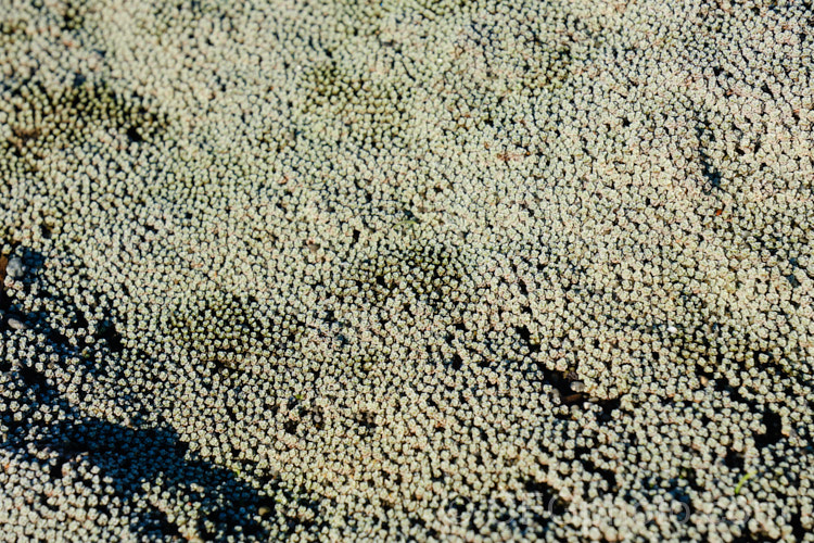 The crowded foliage rosettes of Raoulia australis, a silver-greyfoliaged New Zealand scabweed found from the coast to quite high altitudes. It usually grows as a very flat mat but can mound somewhat at the centre. In summer it often turns golden with masses of petalless flowerheads