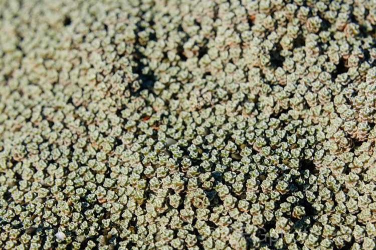 The crowded foliage rosettes of Raoulia australis, a silver-greyfoliaged New Zealand scabweed found from the coast to quite high altitudes. It usually grows as a very flat mat but can mound somewhat at the centre. In summer it often turns golden with masses of petalless flowerheads