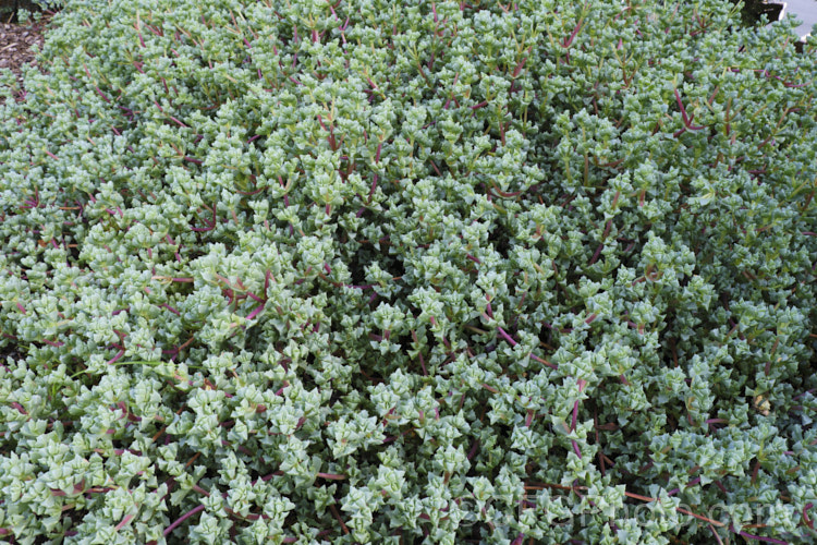 The foliage of the Deltoid-leaved Dewplant (<i>Oscularia deltoides [syn. Lampranthus deltoides]), a late spring- to early summer-flowering succulent native to the western Cape region of South Africa. It has a low, spreading plant and is among the succulents commonly known as iceplants. oscularia-3500htm'>Oscularia. <a href='aizoaceae-plant-family-photoshtml'>Aizoaceae</a>.